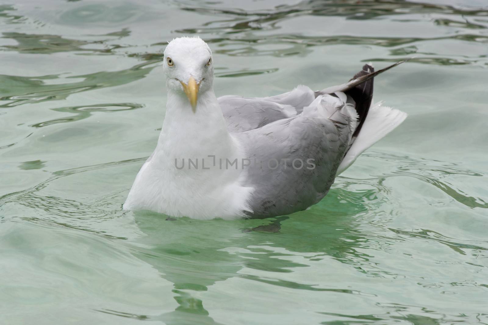 Texel - Seagul by Bullysoft