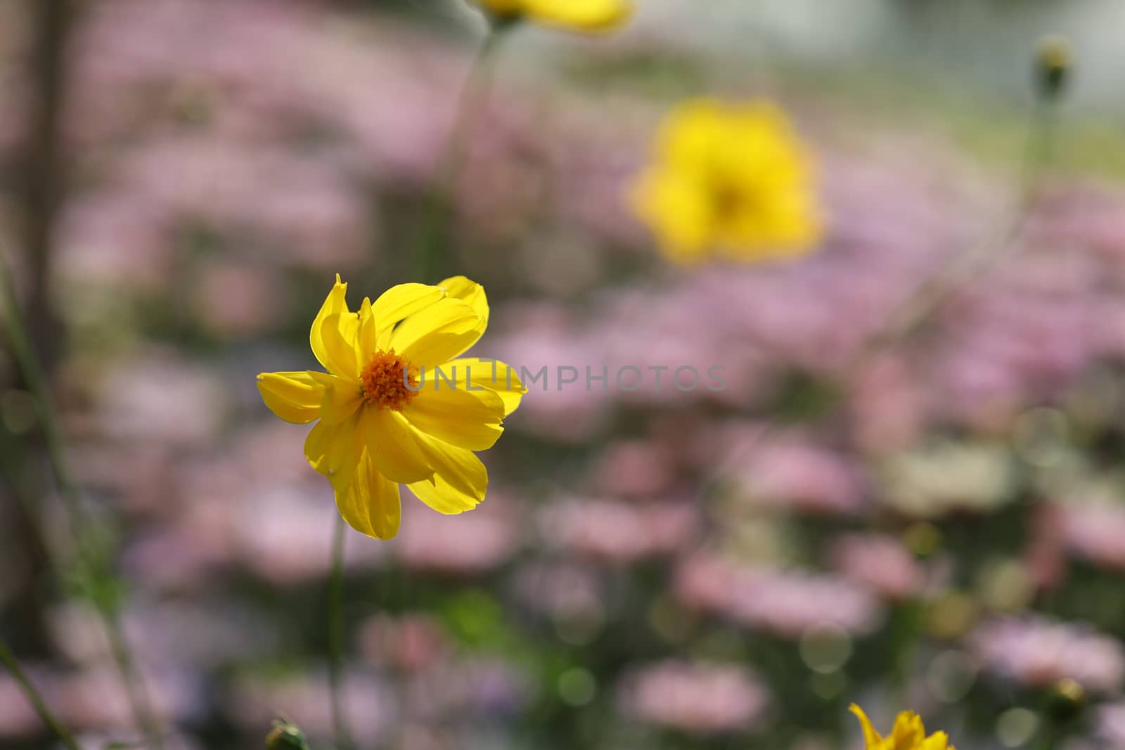 Yellow delicate cosmos flower blowing by wind at the field
