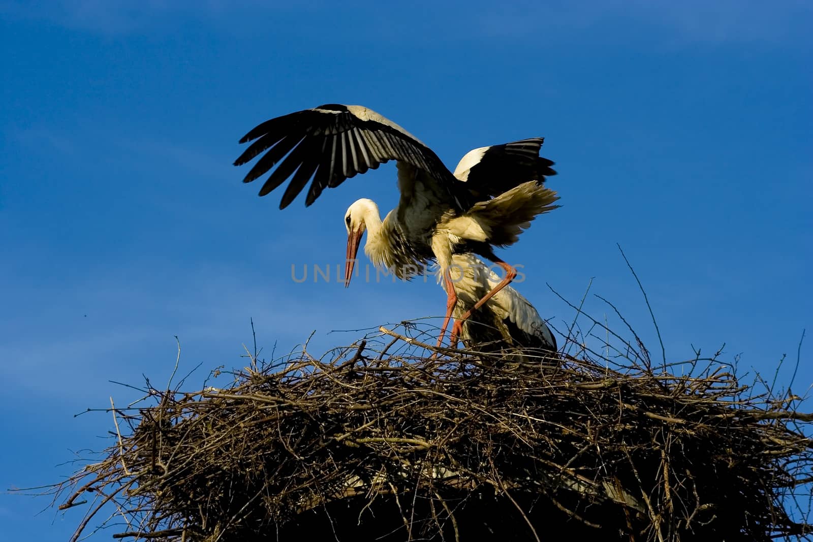 Stork - ciconia