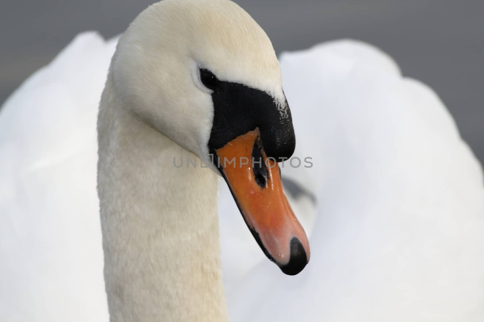 Schwan -swan by Bullysoft