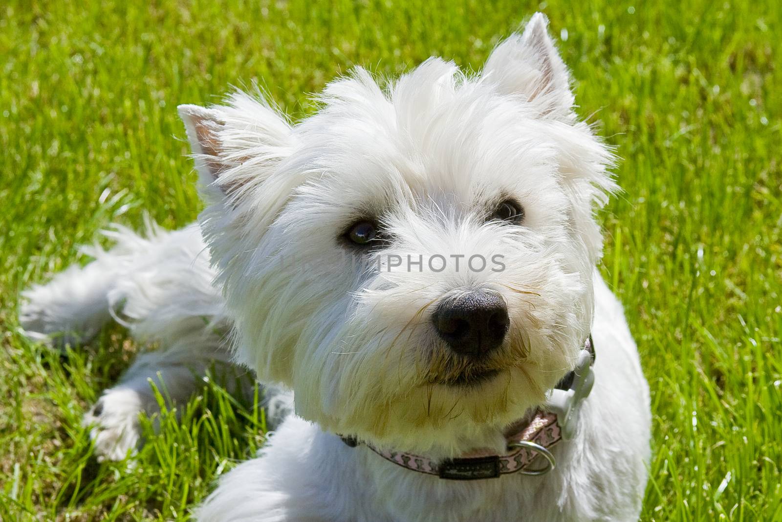 West Highland White Terrier