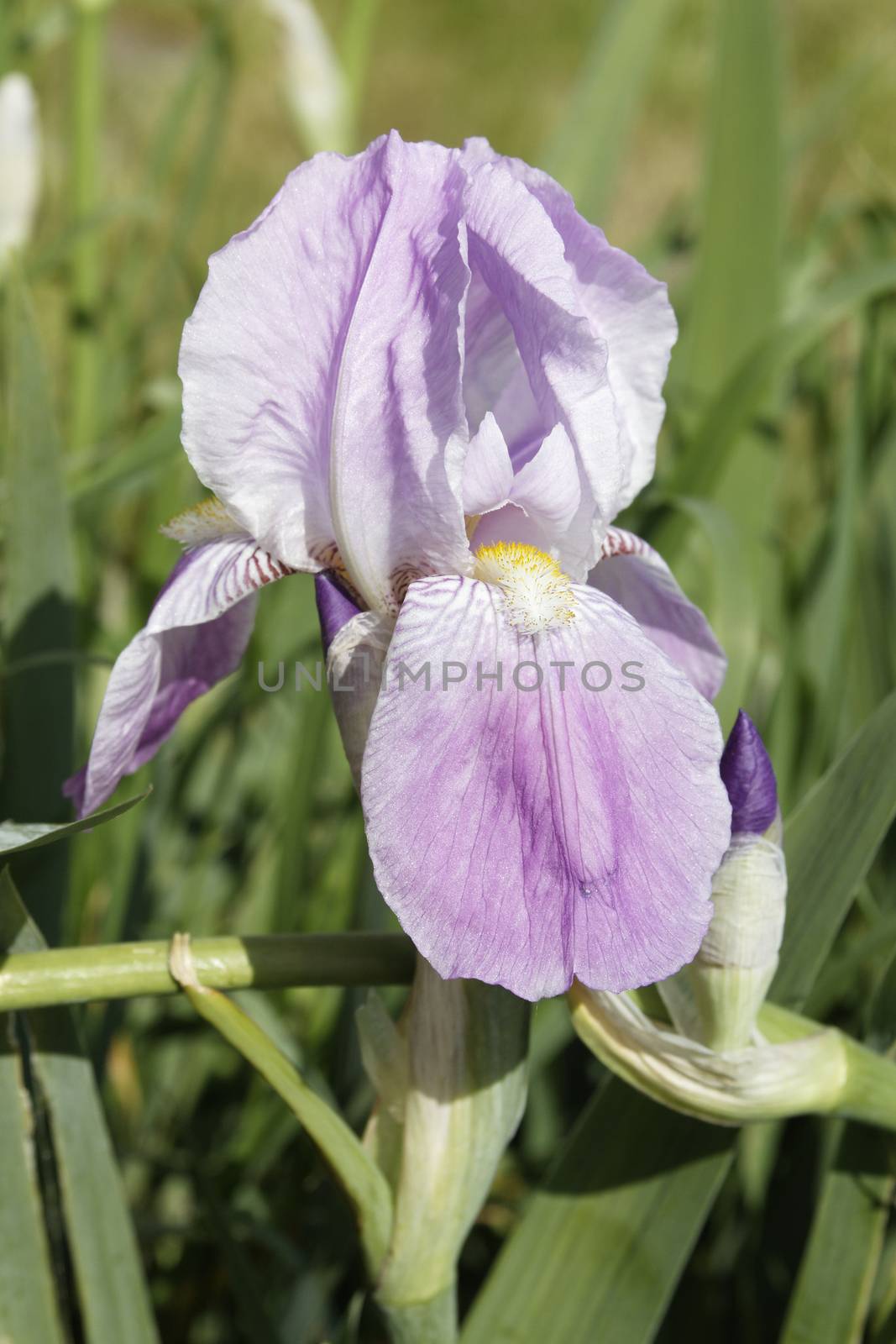 close-up of a blue sword lily in the nature