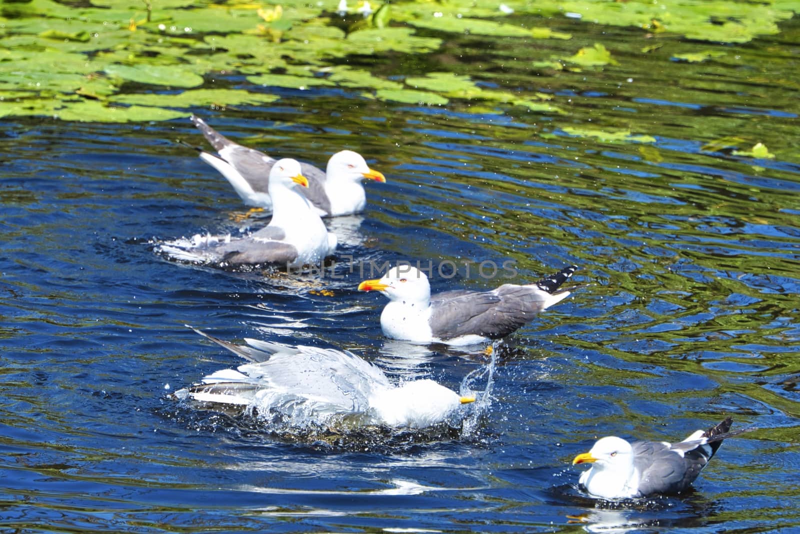 Group ofeuropean herring gull on heligoland - island Dune - cleaning feather in sweet water pond - Larus argentatus