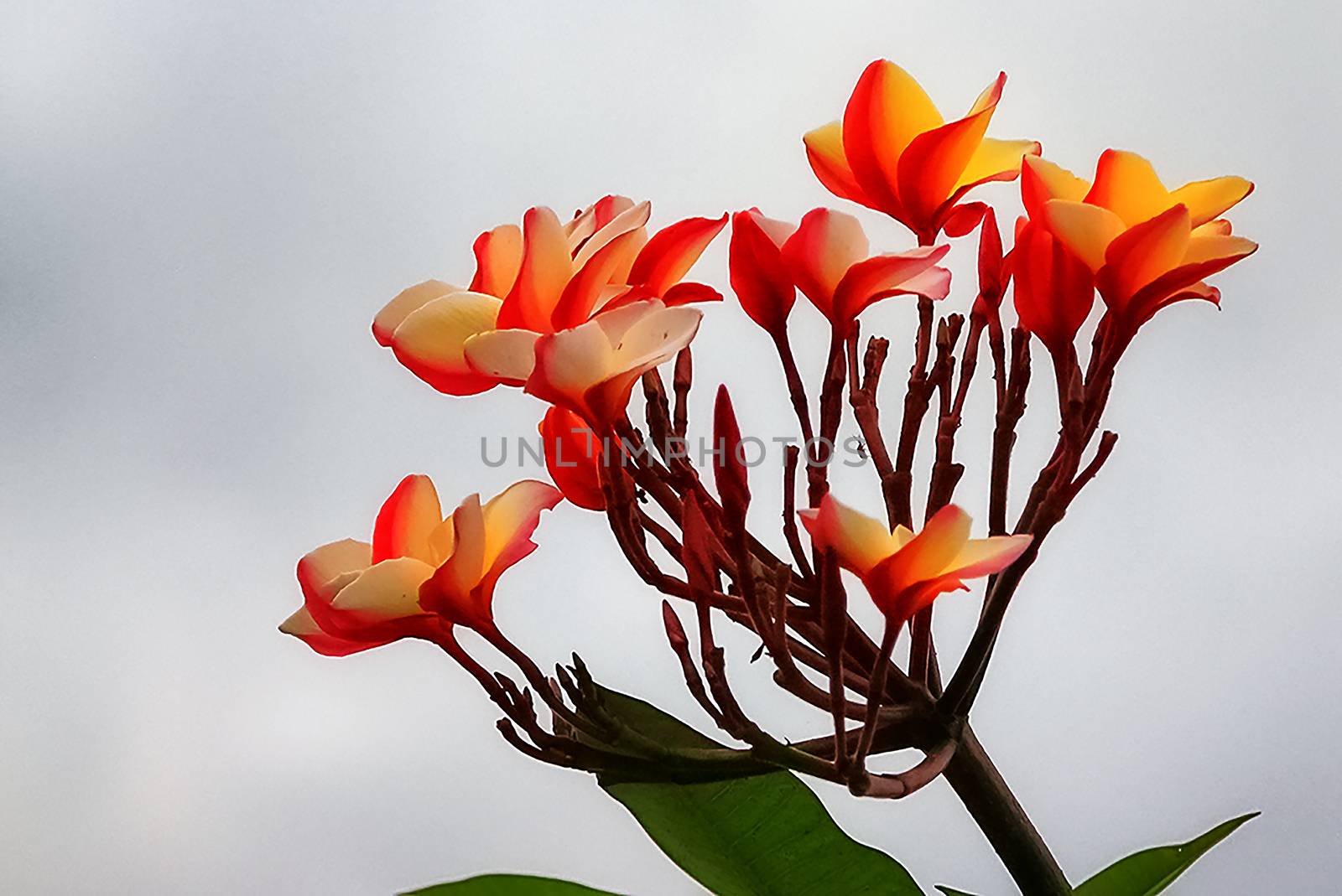 Orange Plumeria by numberone9018