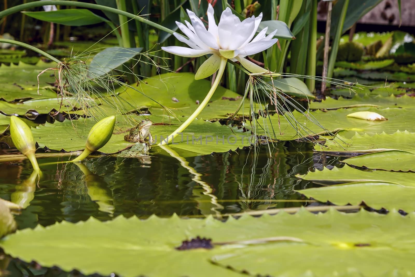 Two frogs, one on a lotus leaf