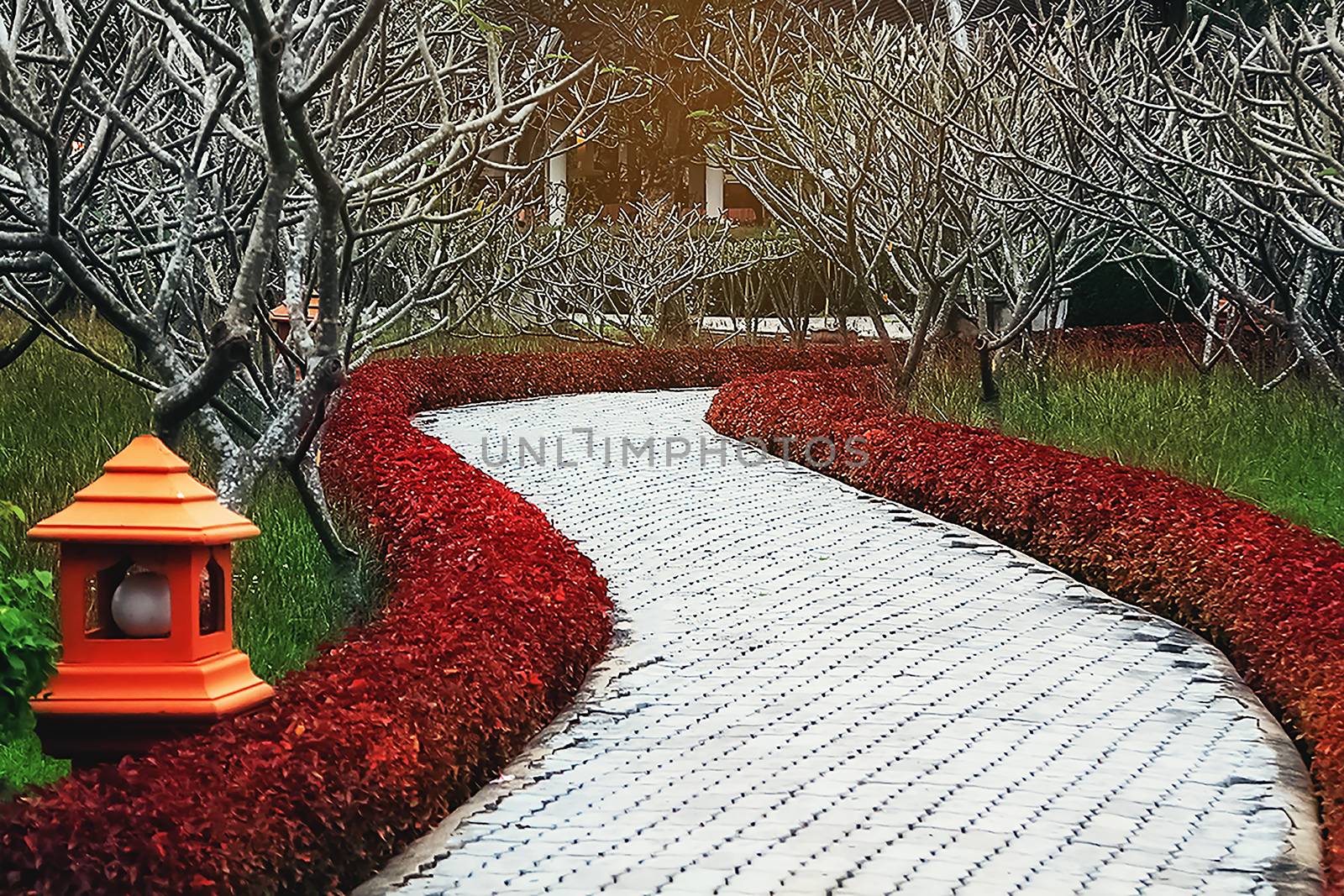 Walking paths in the garden with plumage planted on two sides.