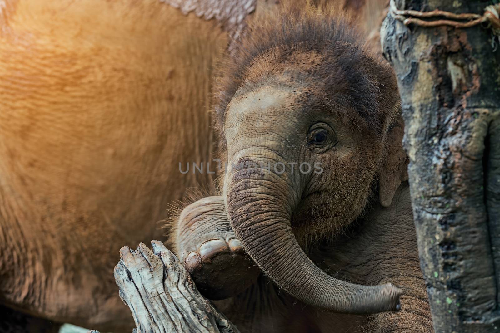 Baby elephant climbing tree plays mischievous with mother.