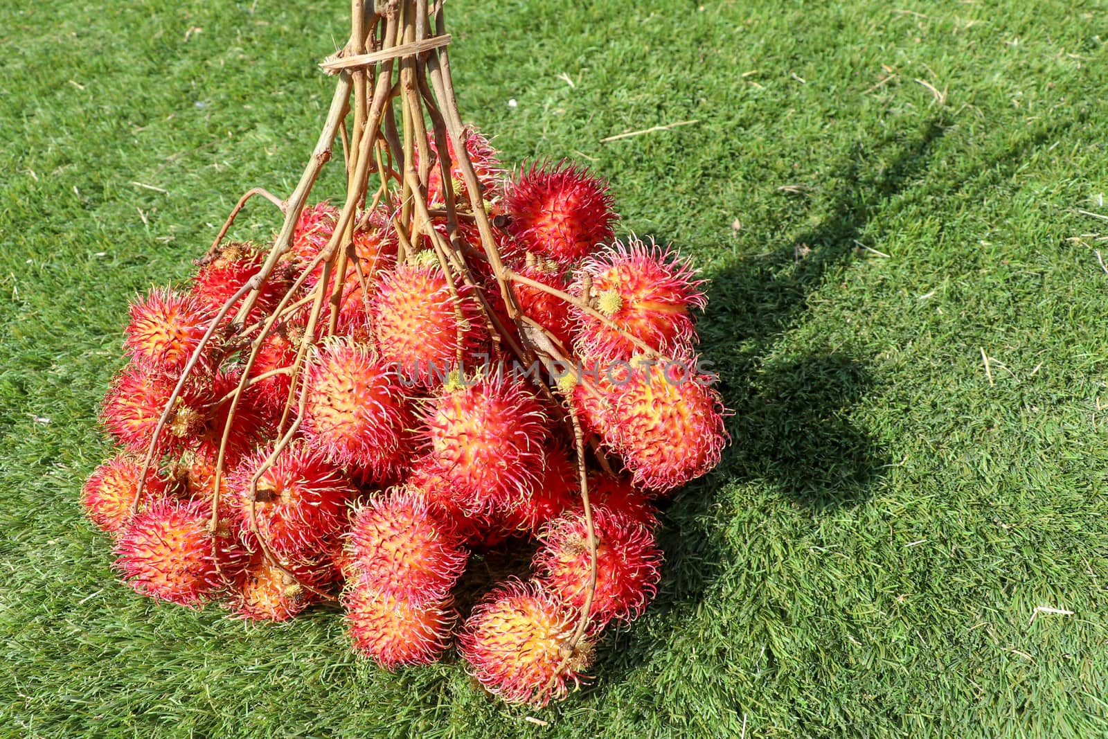 Close up of whole Rambutan. Top view healthy fruits on green lawn. Ready to eat sweet Bali fruit. Fruit is rounded oval single-seeded berry covered with fleshy pliable spinesSelected focus.