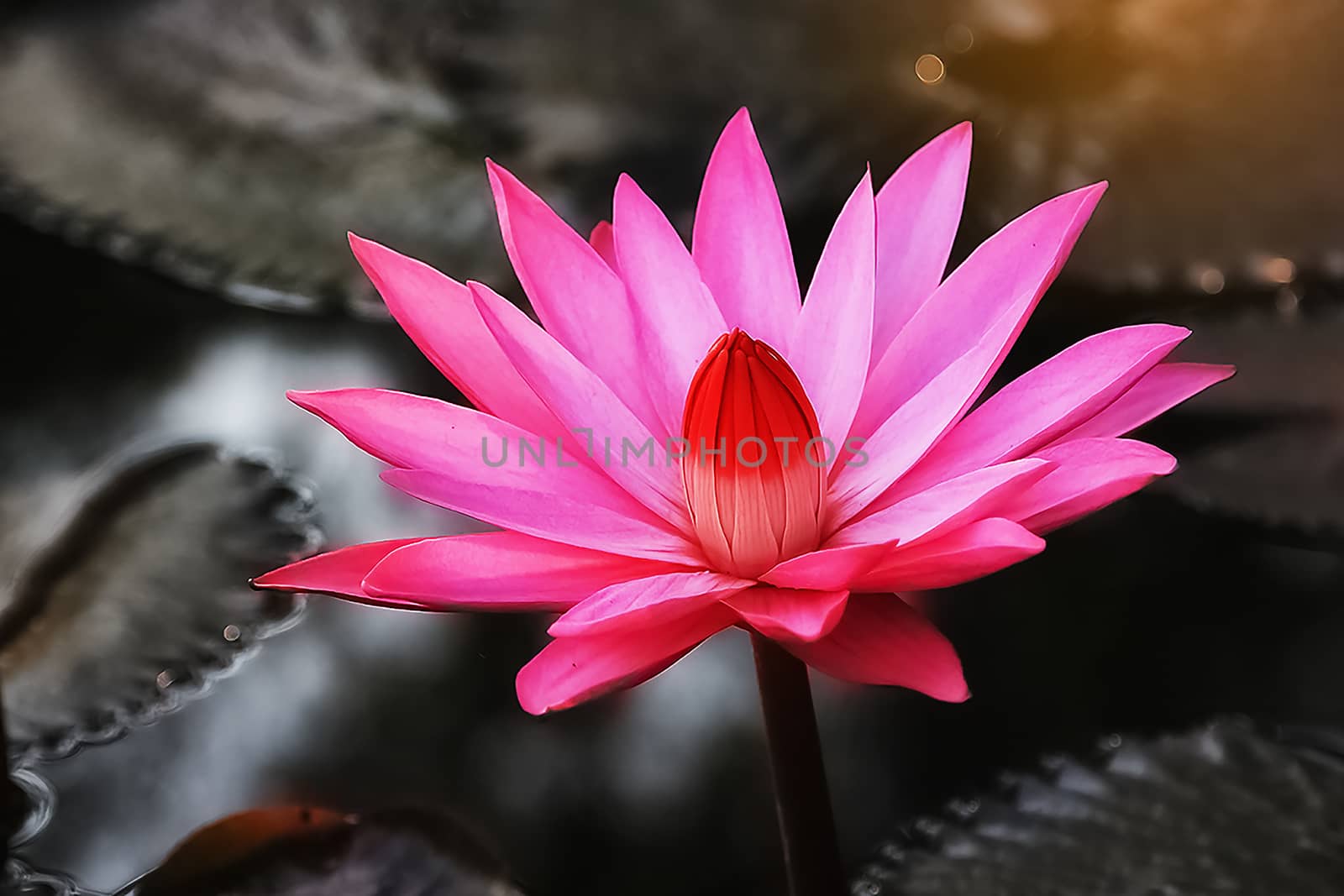 The red lotus blossoms in the early morning.