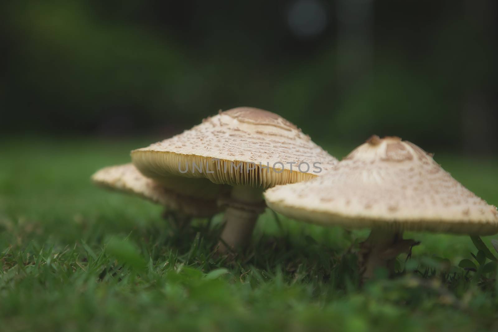 Mushrooms in nature by numberone9018