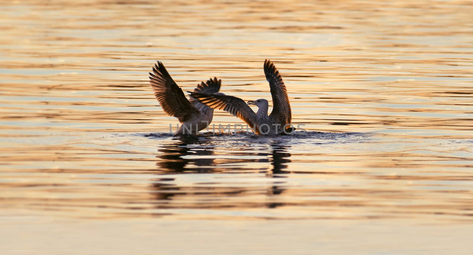 Seagulls fighting over a fish in the mediterranean sea at sunset.