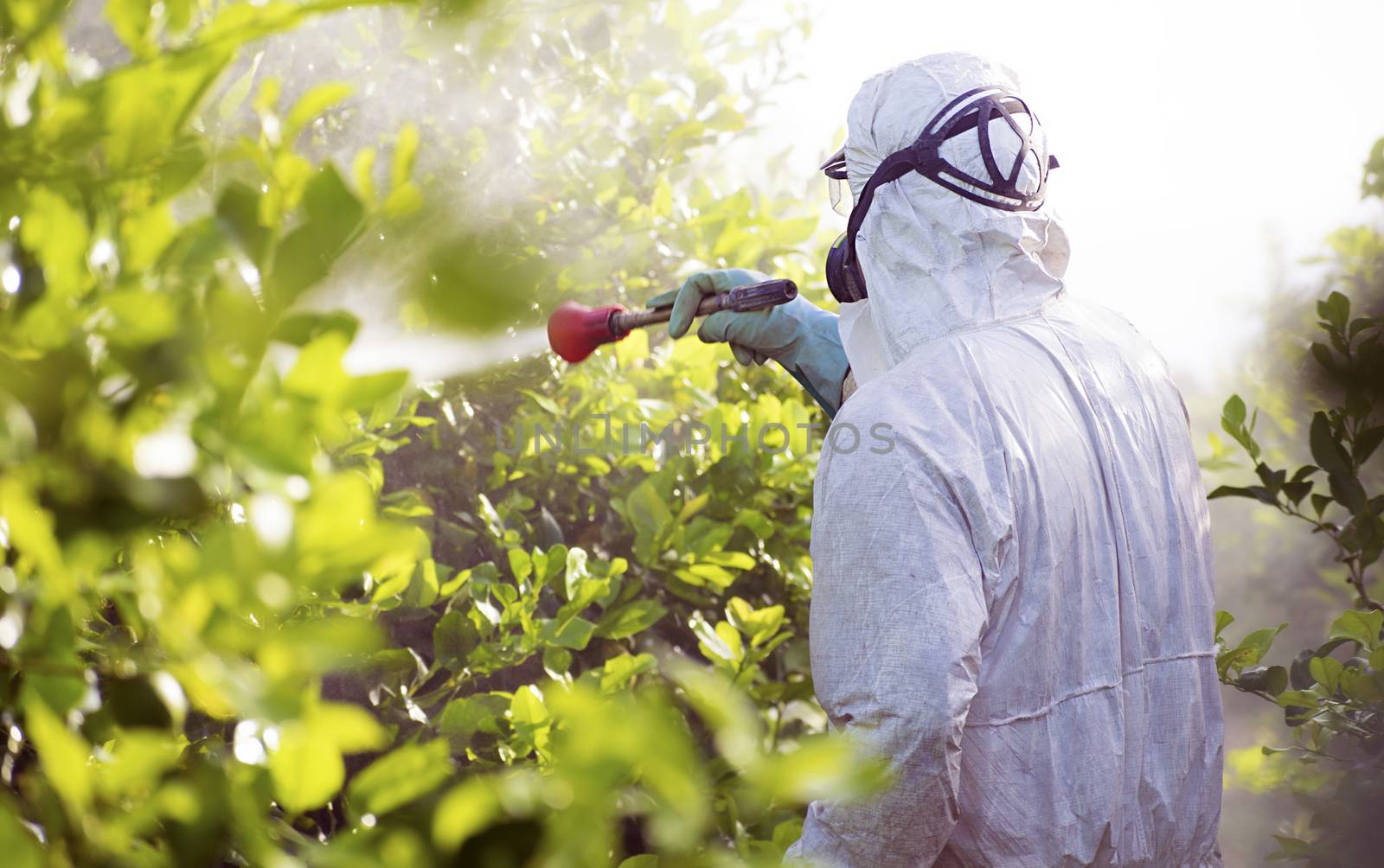 A worker wearing protective clothes fumigates a plantation of lemon trees in Spain