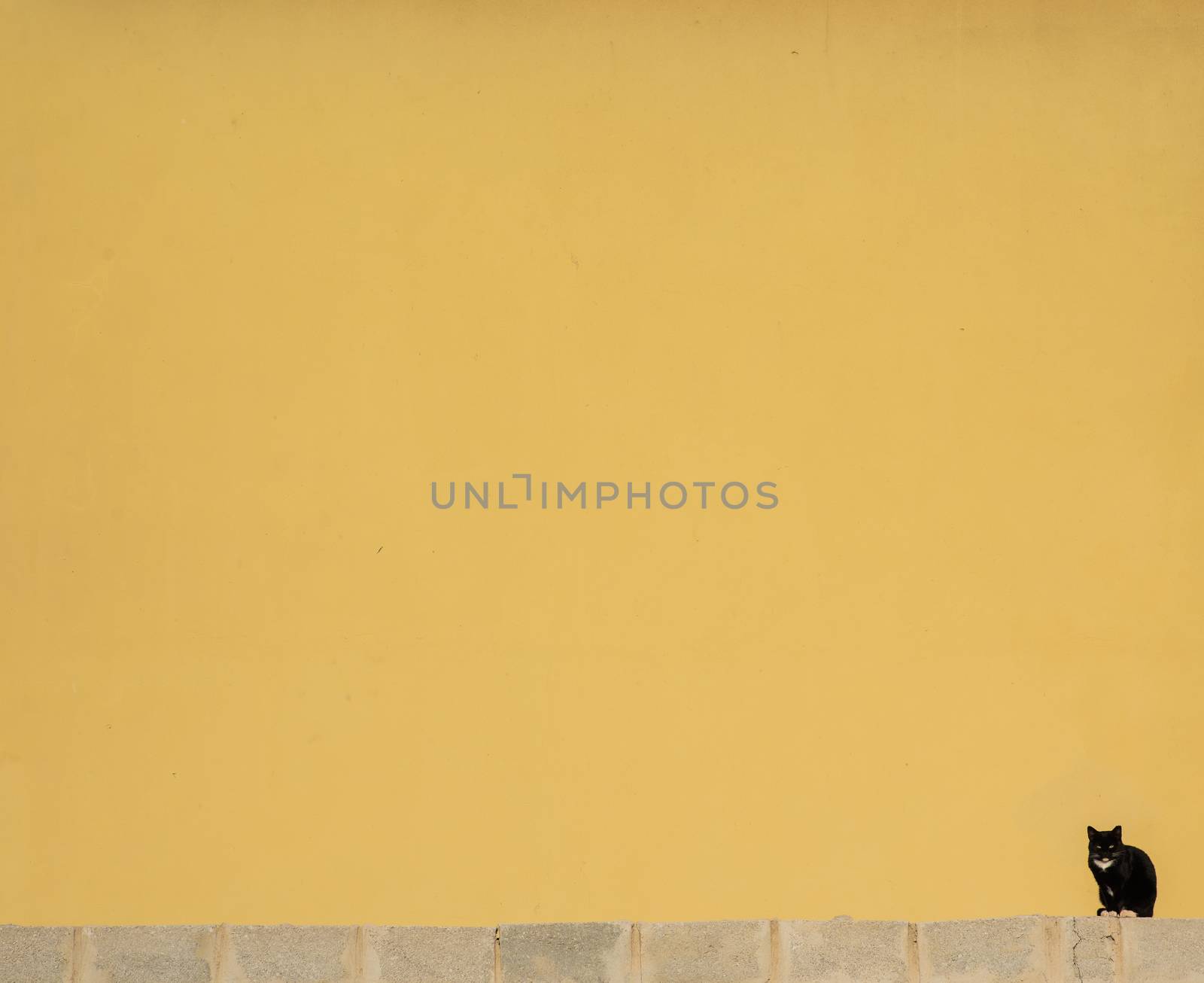 Black cat sitting on wall against yellow background.