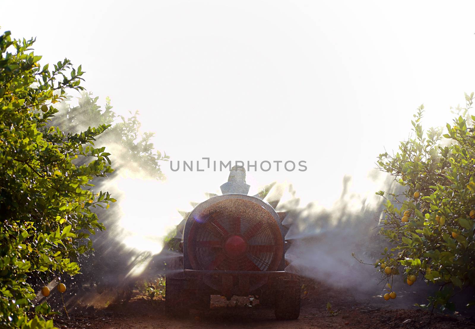 Rear view of Tractor spraying pesticide and insecticide on lemon plantation in Spain. Weed insecticide fumigation. Organic ecological agriculture. A sprayer machine, trailed by tractor spray herbicide.