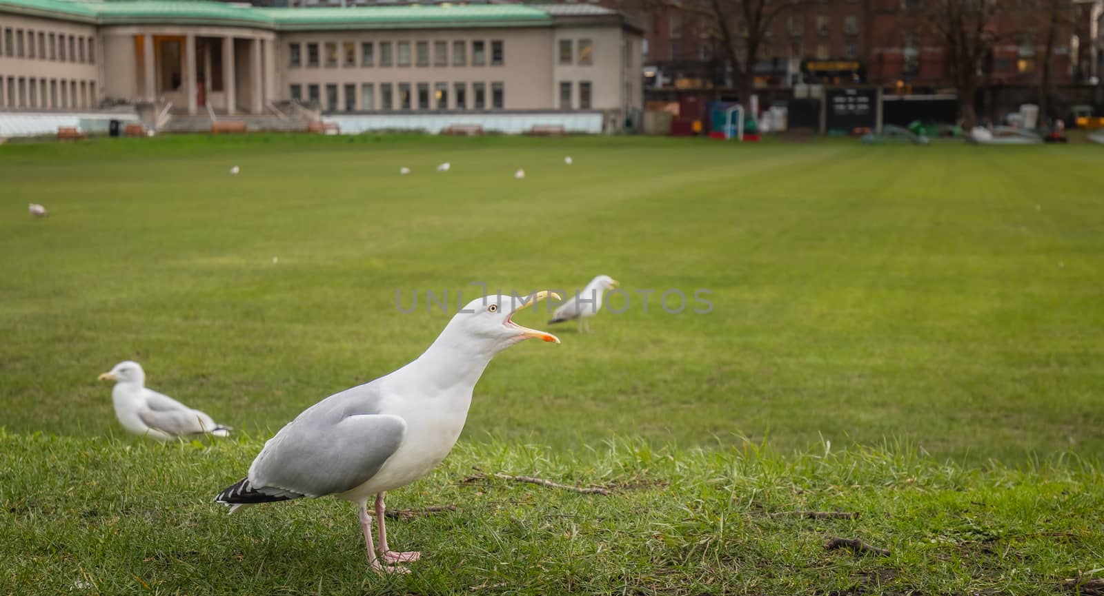 Gulls wandering on the lawn of the Moyne Institute of Preventive Medicine in Dublin, Ireland