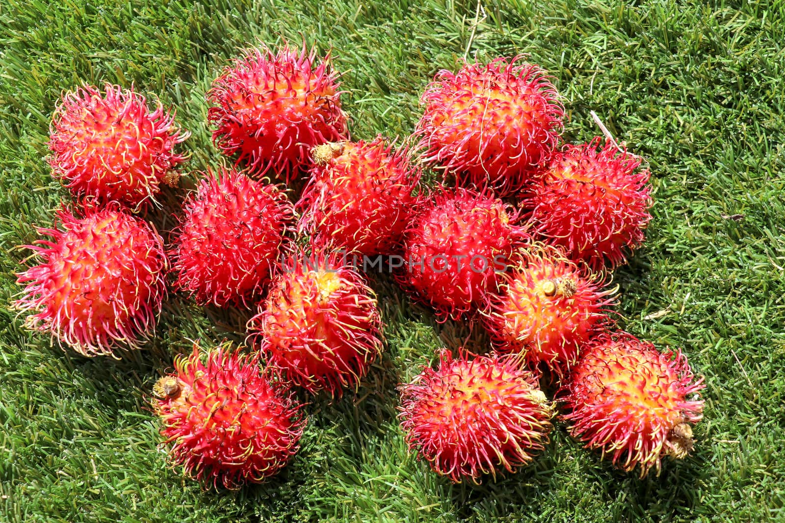 Close up of whole Rambutan. Top view healthy fruits on green lawn. Ready to eat sweet Bali fruit. Fruit is rounded oval single-seeded berry covered with fleshy pliable spinesSelected focus.