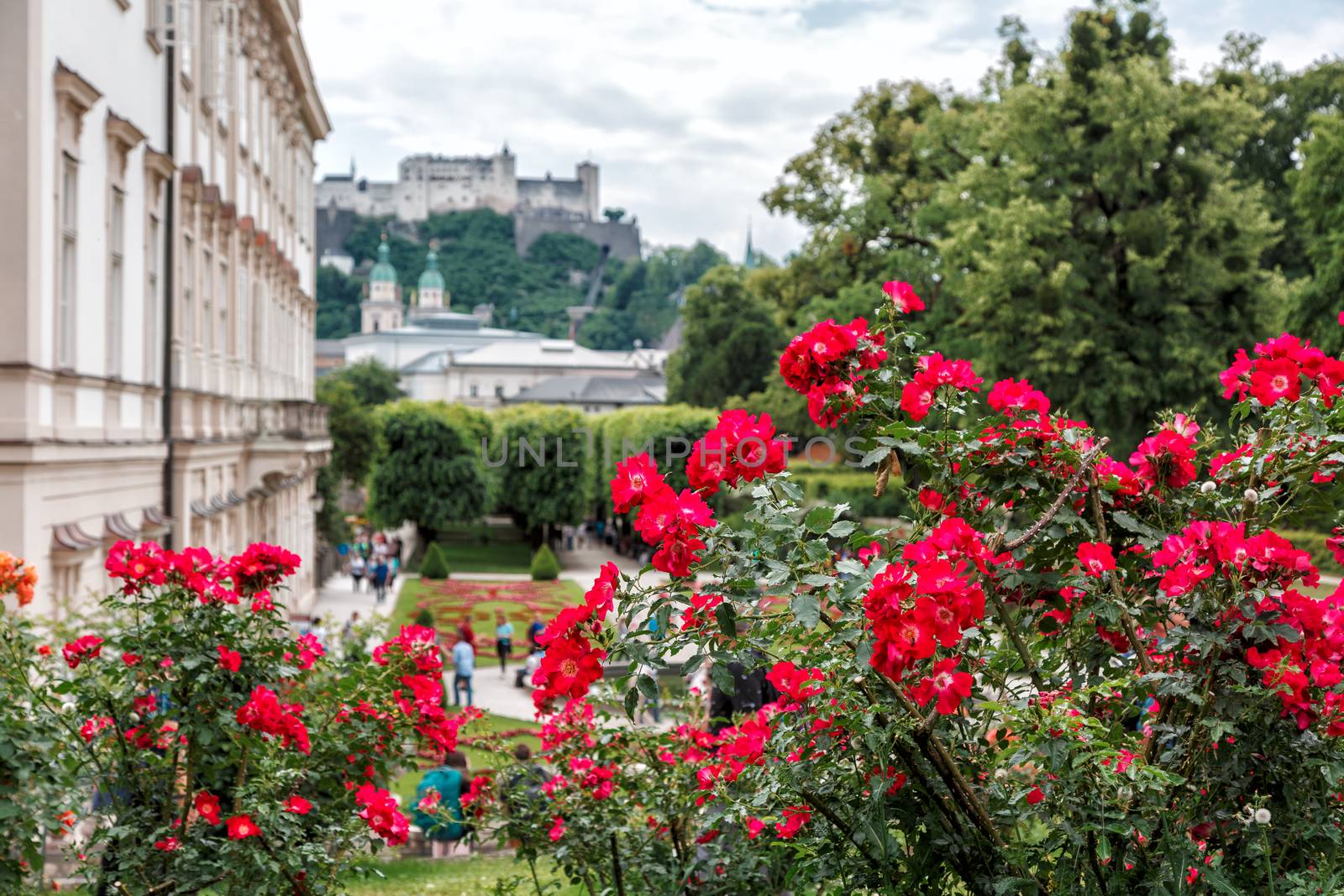 bush of flowers in Mirabelle park on the background of a historic building. Background blur by seka33