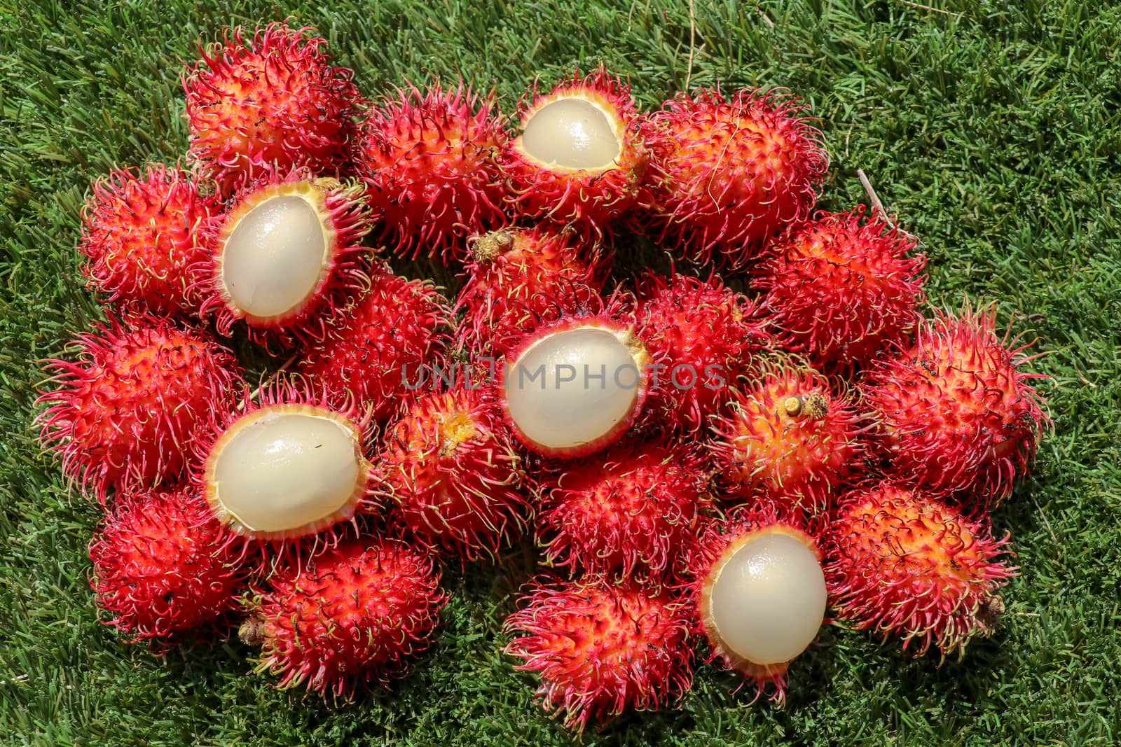 Close up of a Rambutan peeled. Top view healthy fruits on green lawn. Ready to eat sweet Bali fruit. Fruit is rounded oval single-seeded berry covered with fleshy pliable spinesSelected focus.