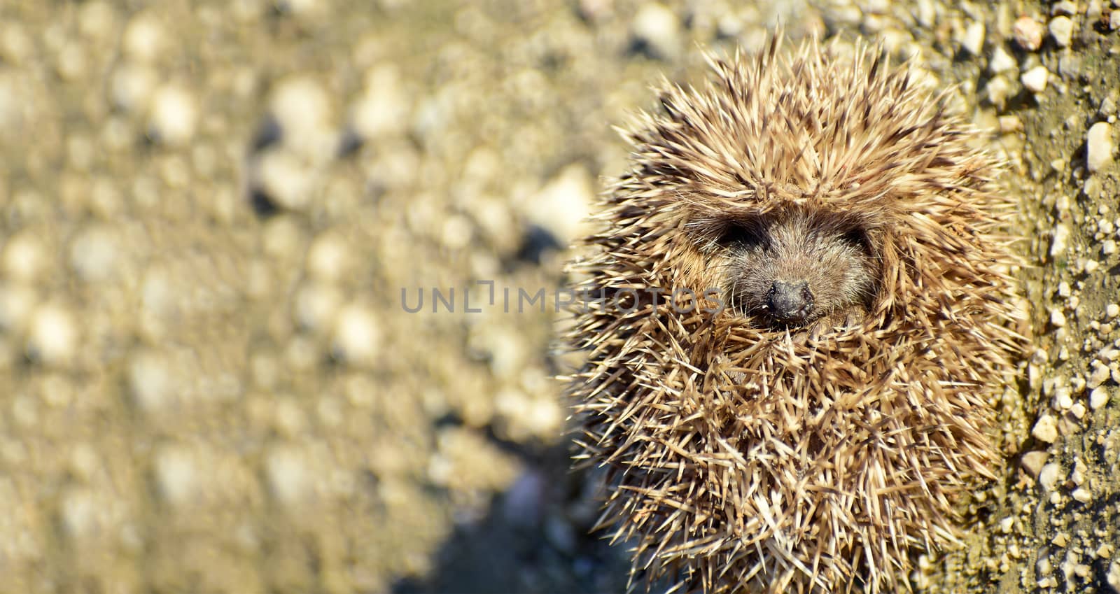 Little curled hedgehog balled up position in a roll. Close-up view of a hedgehog ball defending himself. Animal themes. Portrait of cute hedgehogs by worledit