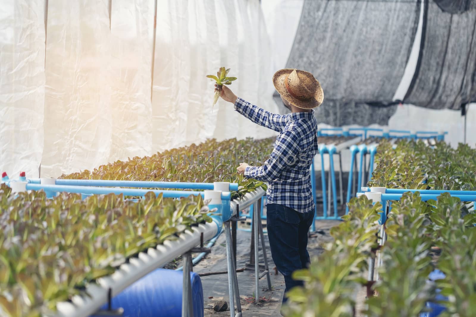 New-age farmers happily smile on his vegetable farm, farmers, ag by numberone9018