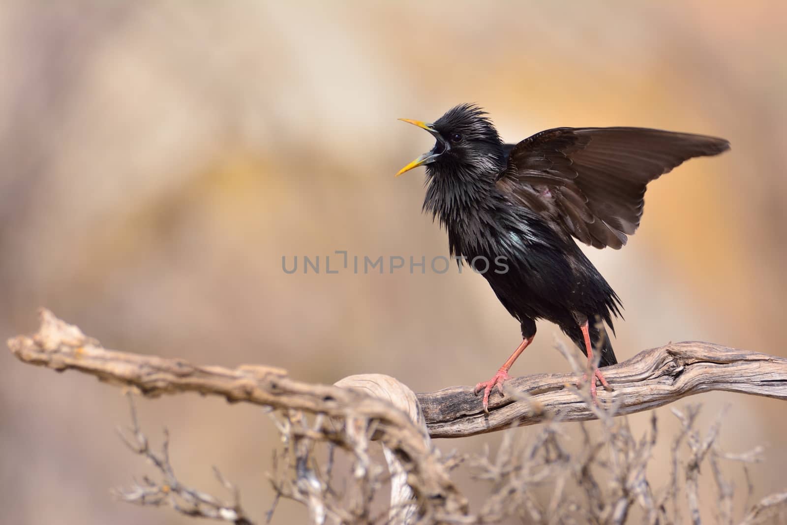 Spotless starling perched on a branch with brown background.