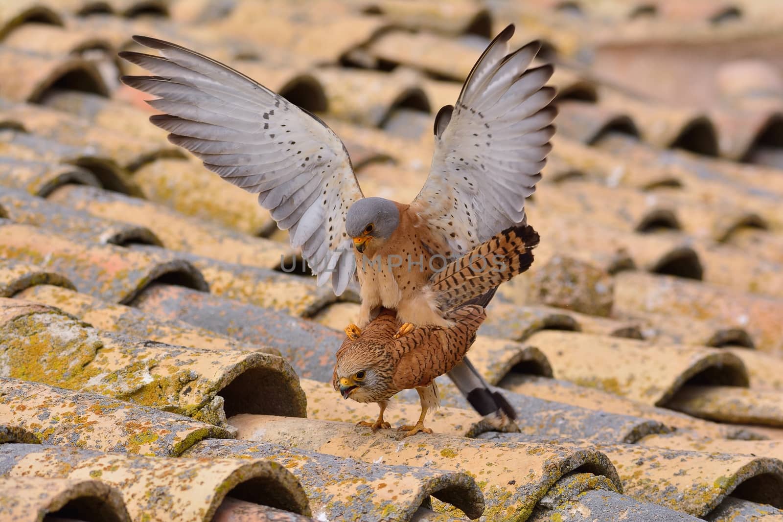 Male and female of Lesser kestrel. Falco naumanni. by CreativePhotoSpain