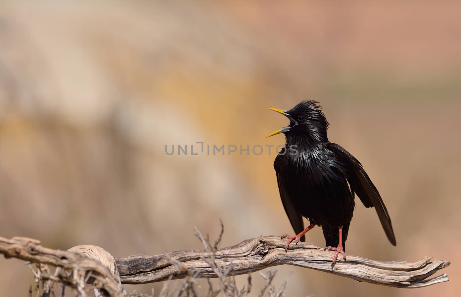 Spotless starling perched on a branch by CreativePhotoSpain