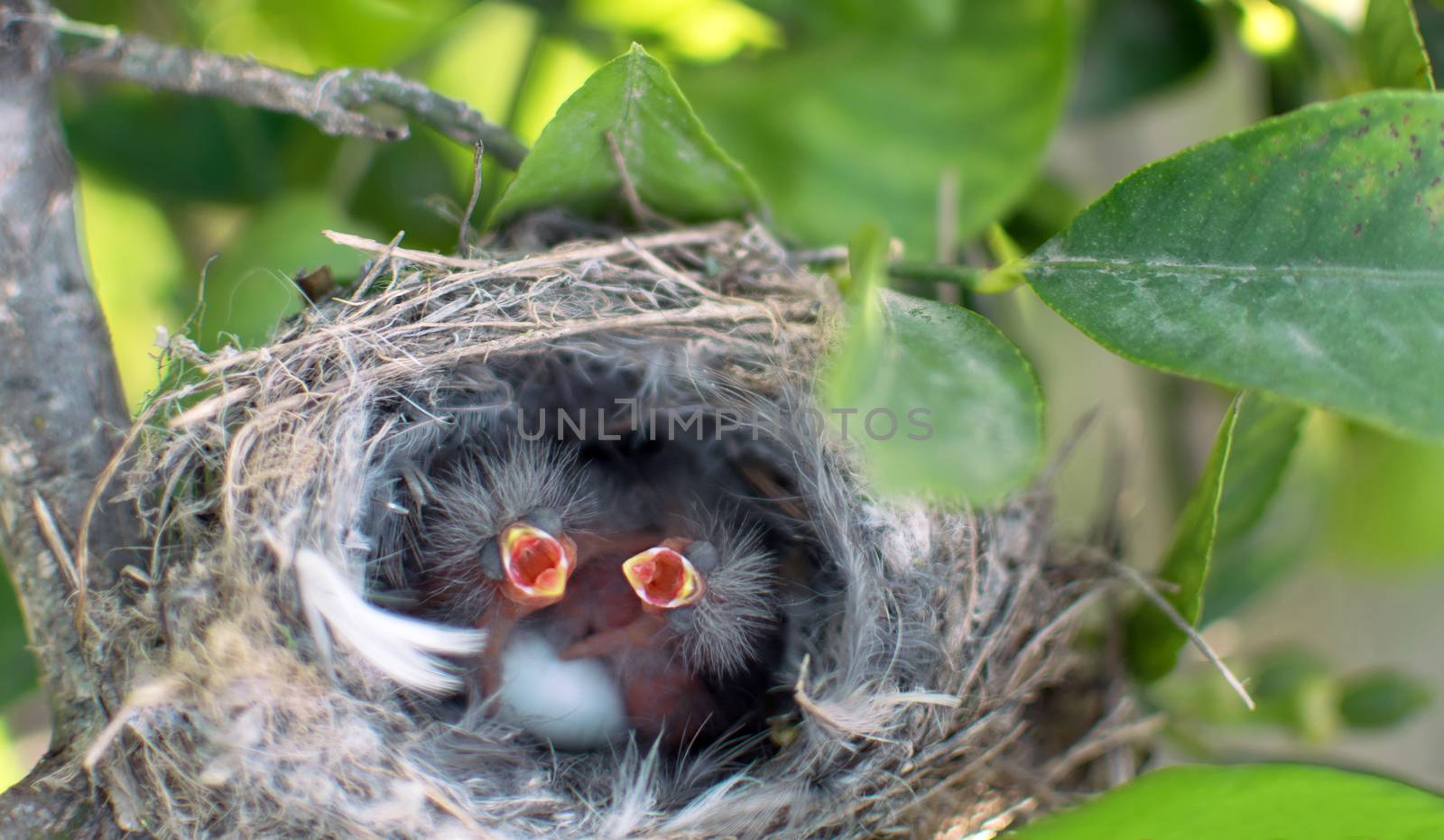 The sleeping bird call for a mother in a nest on a lemon tree (selective focus) The newly born bird crying out for hunger with green background. Hungry babies are still blind and have no feathers. They are only a few hours old