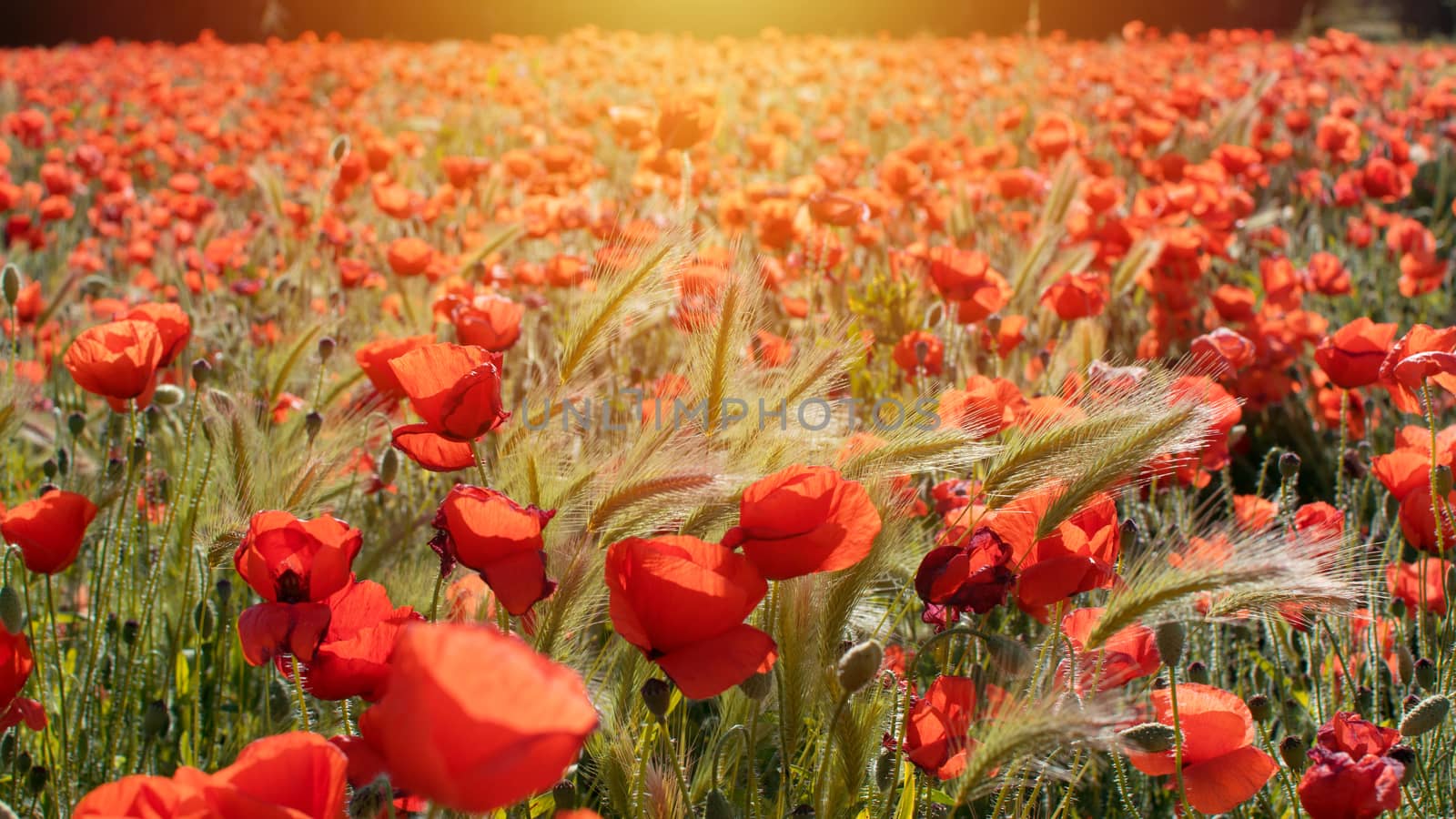 Sunset over field with Red poppies.