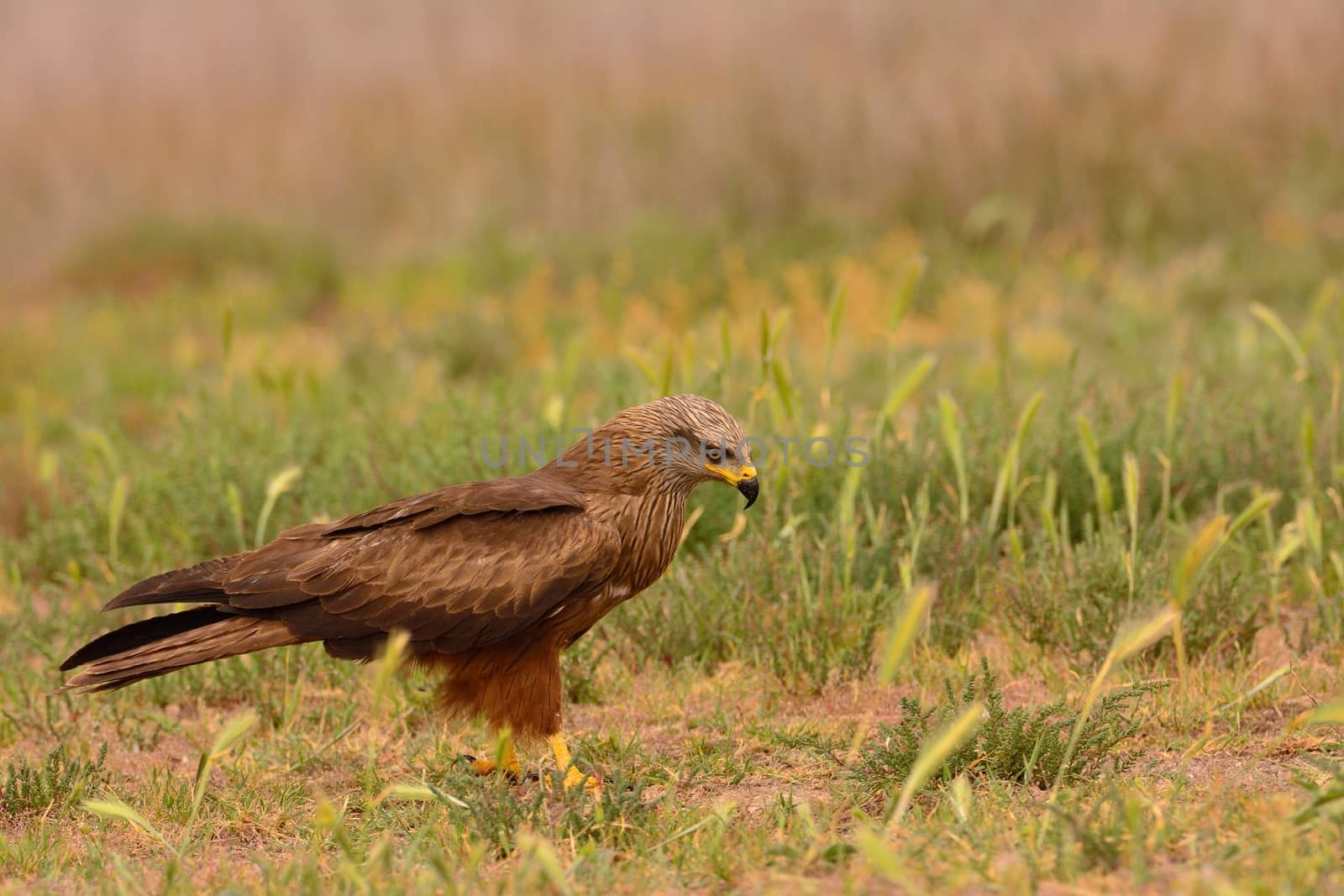 Black kite, Milvus migrans perched. by CreativePhotoSpain