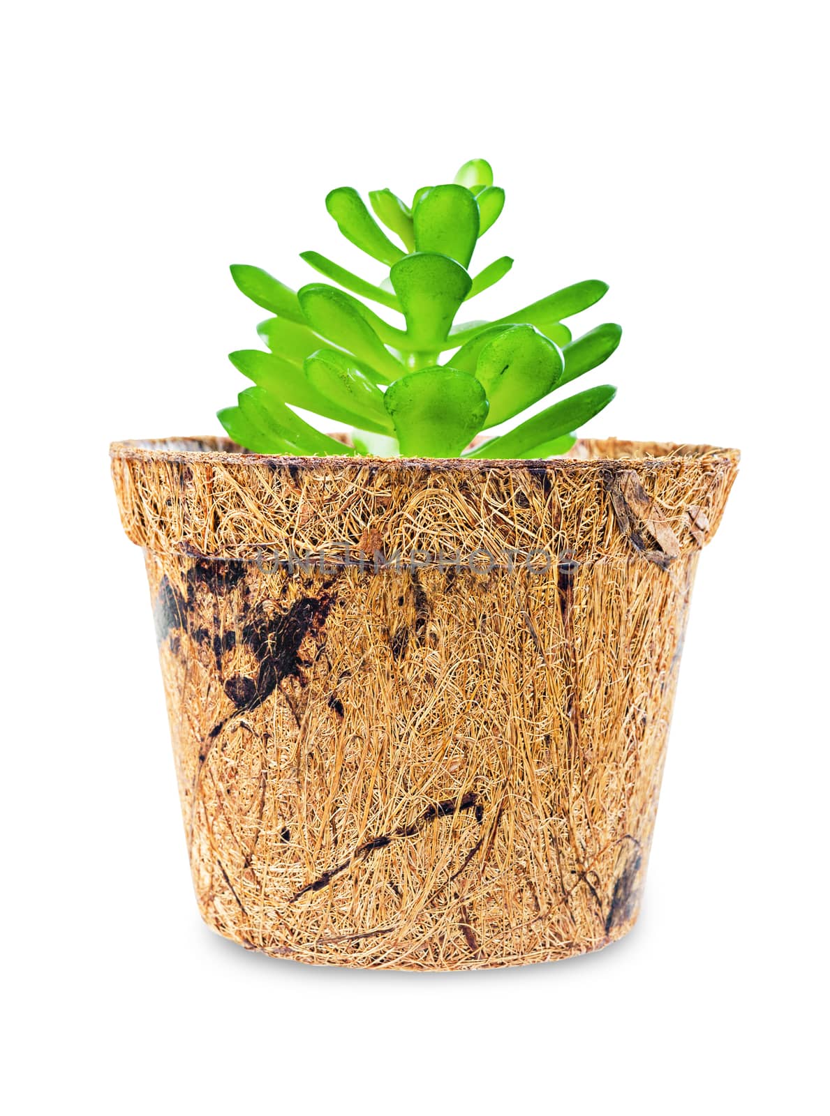 Flower pot, Coconut fiber plant with green tree isolated on a white background clipping path. Reduce global warming. Organic.
