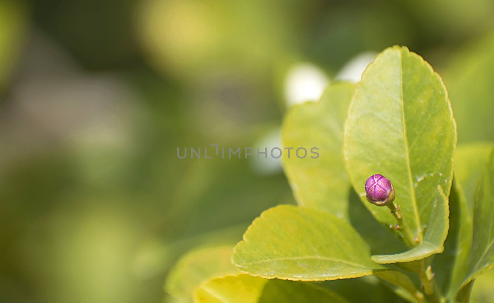 Close up purple and white lemon flowers. The blossoming of a flower bud of a lemon tree in Murcia, Spain, 2019 by worledit