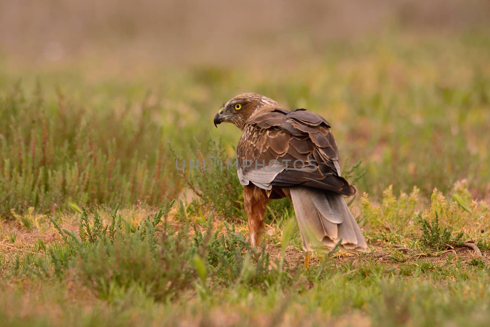 Male western marsh harrier, Circus aeruginosus on meadow background.