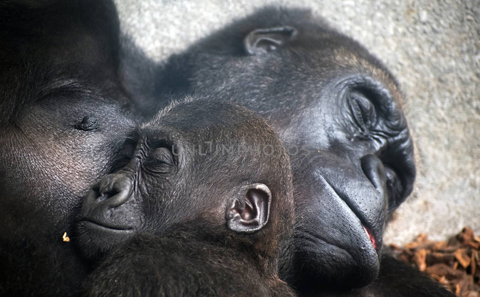 Faces of two chimpanzees sleeping together. Mother love family concept. The Pan troglodytes, common robust chimpanzee, or chimp , a great ape native to African forests and savannahs, in the Zoo