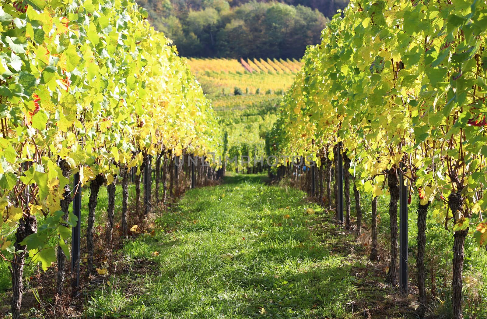 Vines plantation in Castilla la mancha, Spain, 2019. Vineyard perspective in agricultural field. Wind moving vine leaves