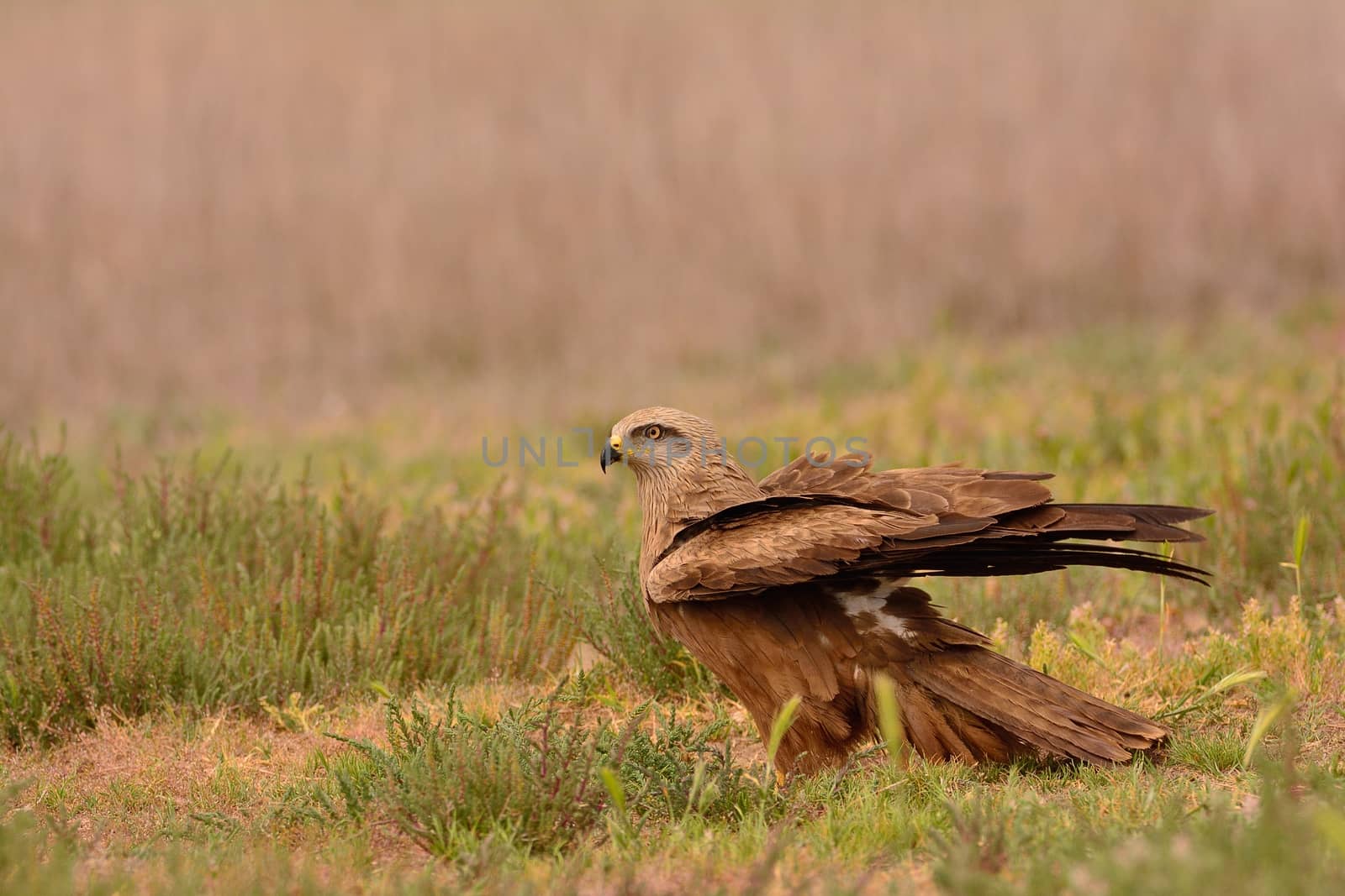 Black kite, Milvus migrans perched. by CreativePhotoSpain