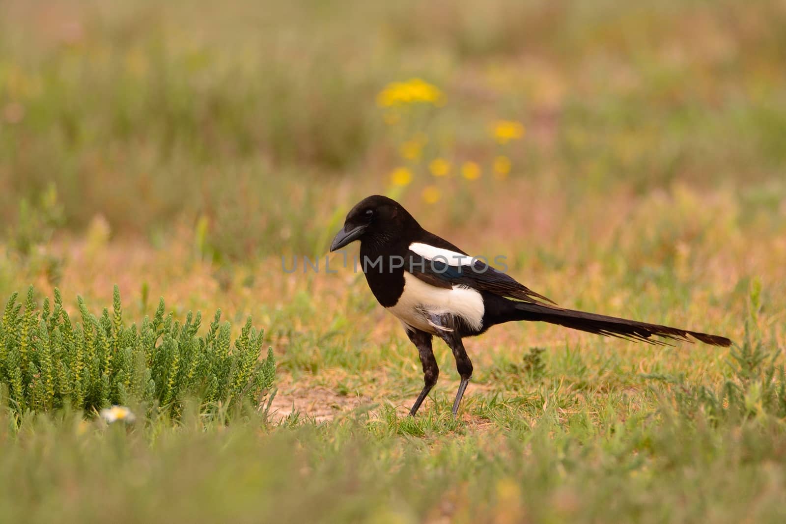 European magpie, magpie perching in the field. by CreativePhotoSpain