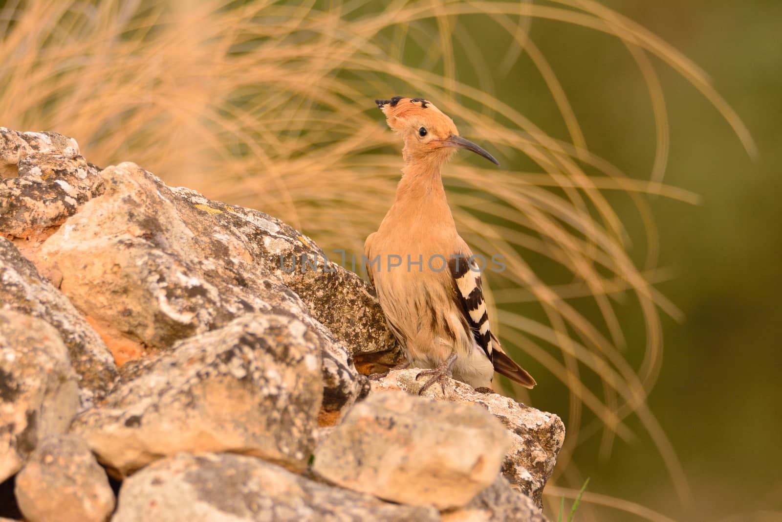 Eurasian Hoopoe or Upupa epops, beautiful brown bird. by CreativePhotoSpain