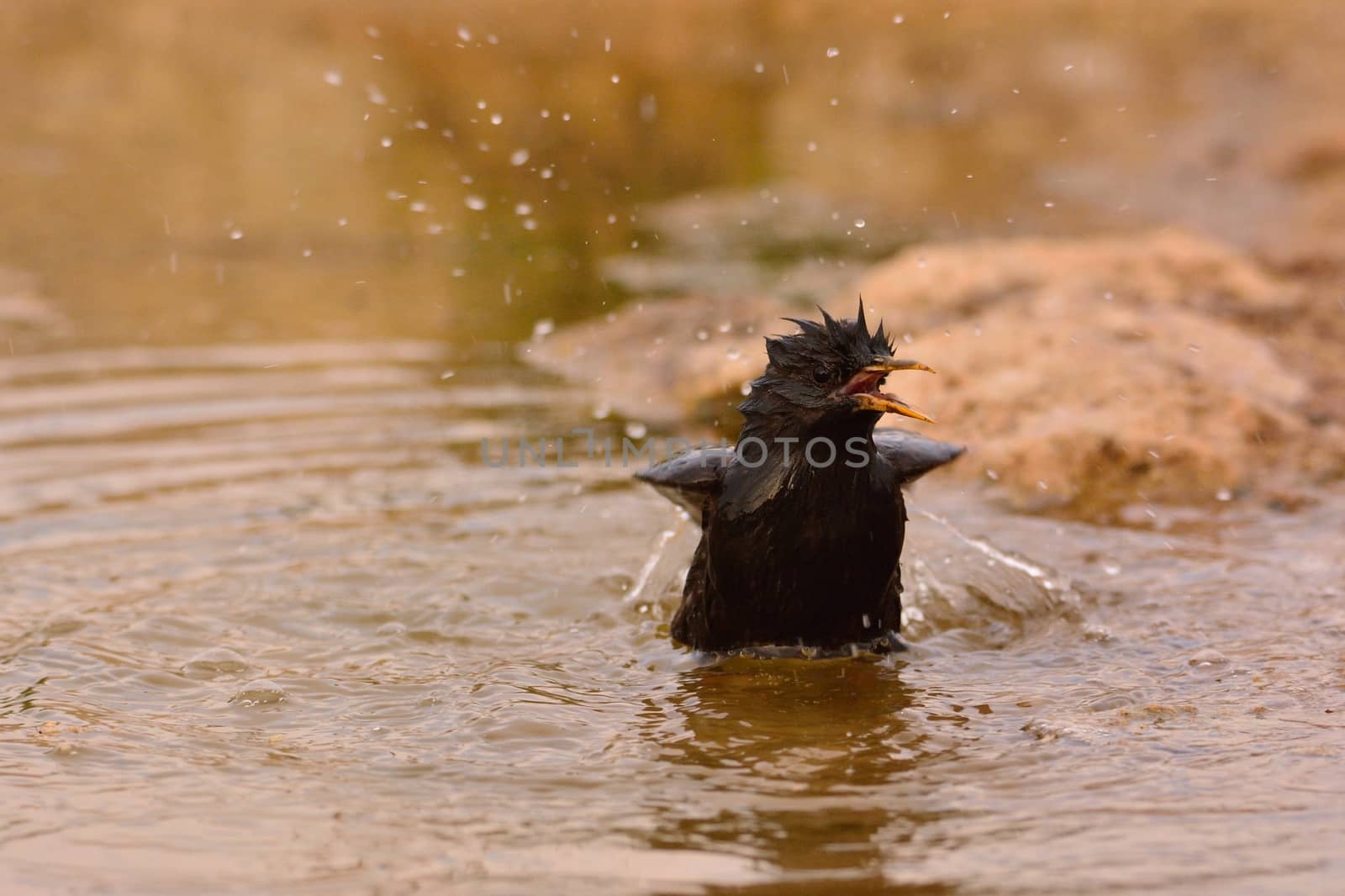 Spotless starling bathing in a pond. by CreativePhotoSpain