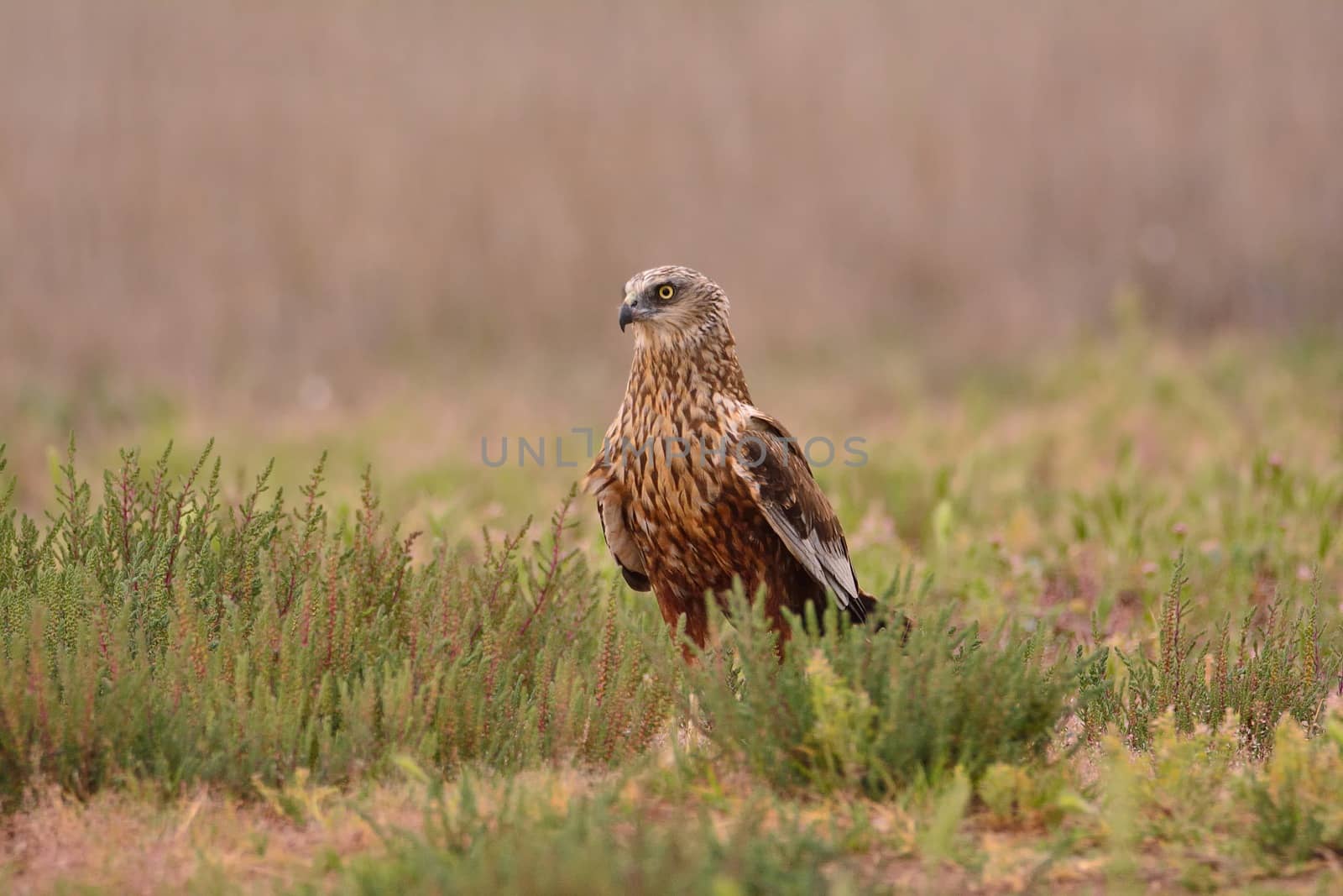 Male western marsh harrier, Circus aeruginosus by CreativePhotoSpain