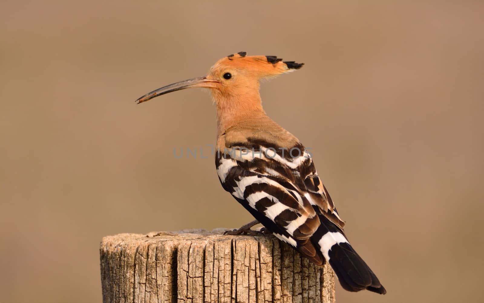 Eurasian Hoopoe or Upupa epops, beautiful brown bird. by CreativePhotoSpain