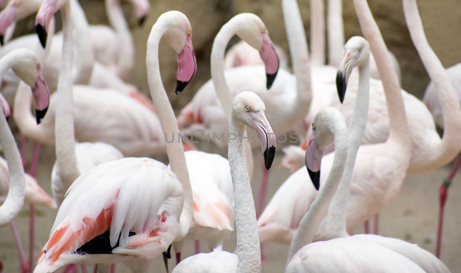 Group of flamingos or Greater flamingo at a pond in a spanish Zoo, looking at camera with extremely narrow depth of field. by worledit