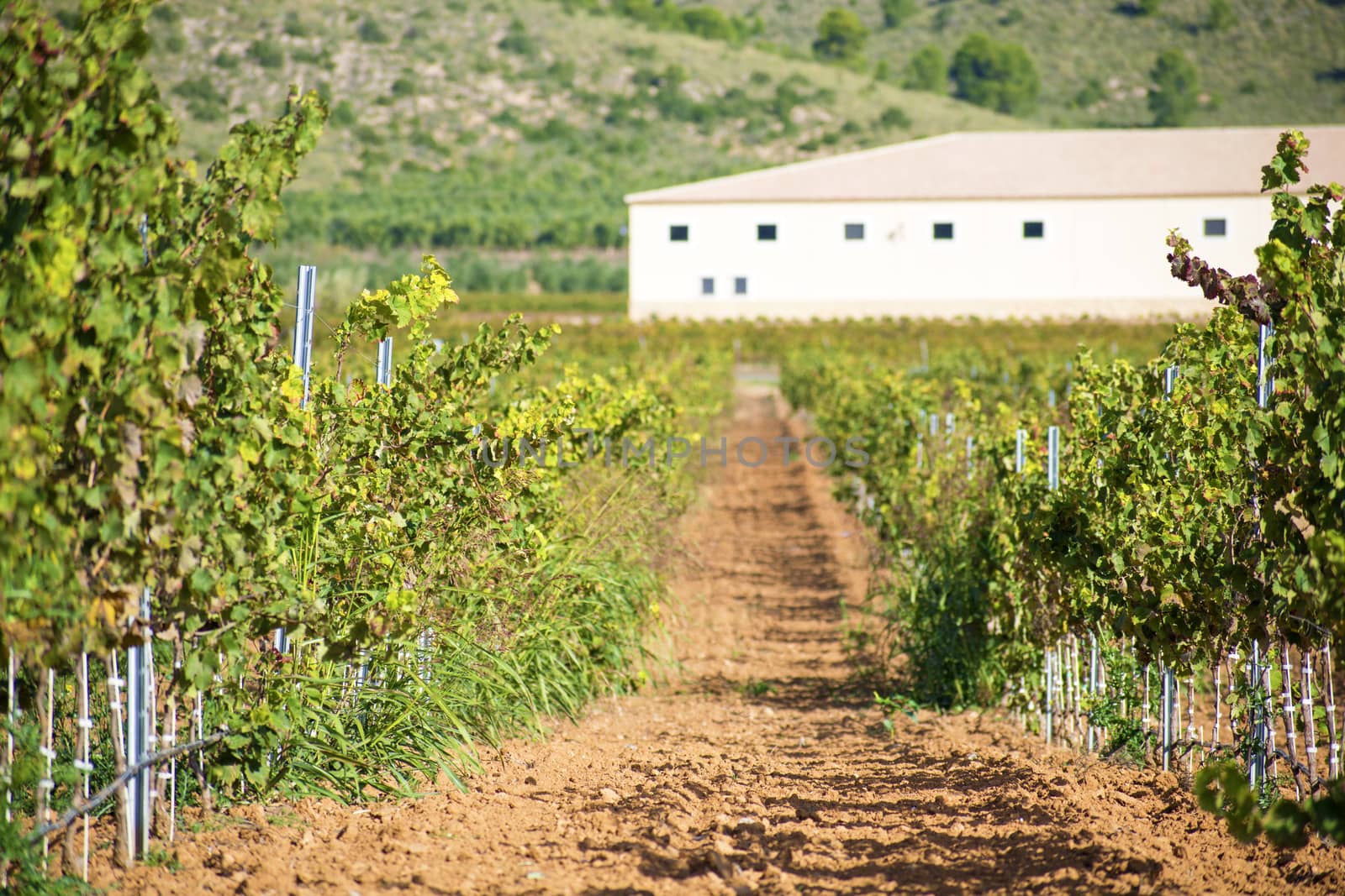 Vines plantation in Castilla la mancha, Spain, 2019. Vineyard perspective in agricultural field. Wind moving vine leaves