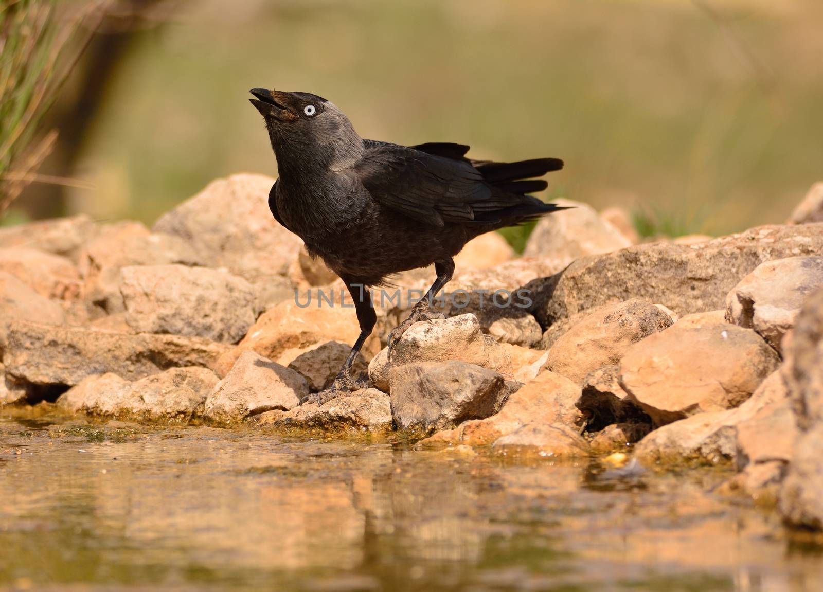 The western jackdaw, Coloeus monedula, also known as the Eurasian jackdaw, is a passerine bird in the crow family.