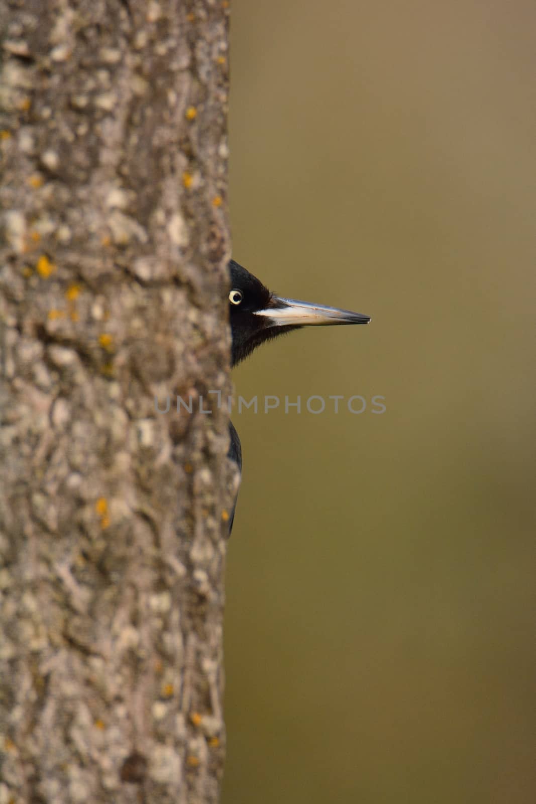 Black woodpecker, Dryocopus martius perched on tree. by CreativePhotoSpain