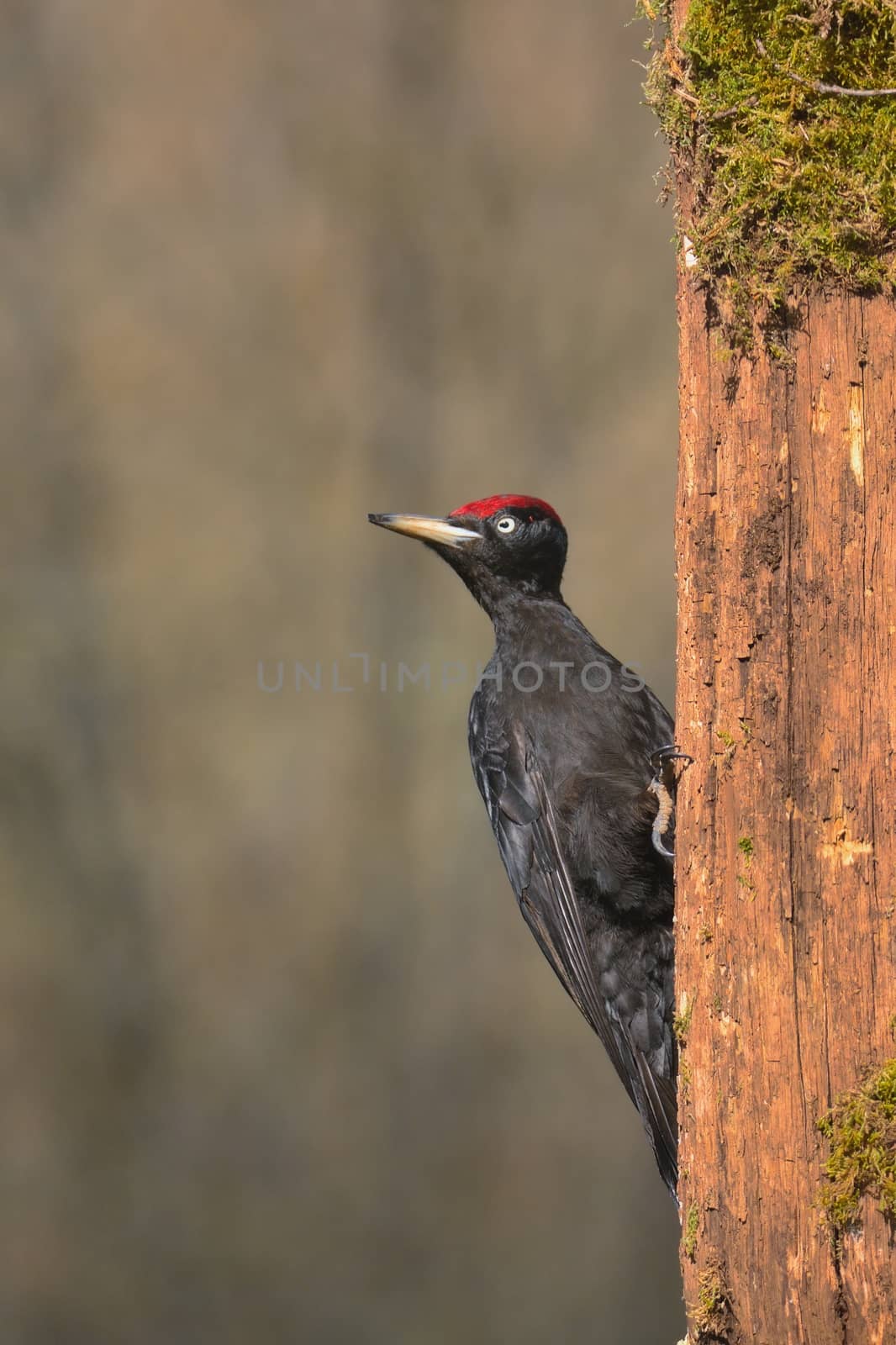 Black woodpecker, Dryocopus martius perched on old dry branch in the middle of forest with grey background