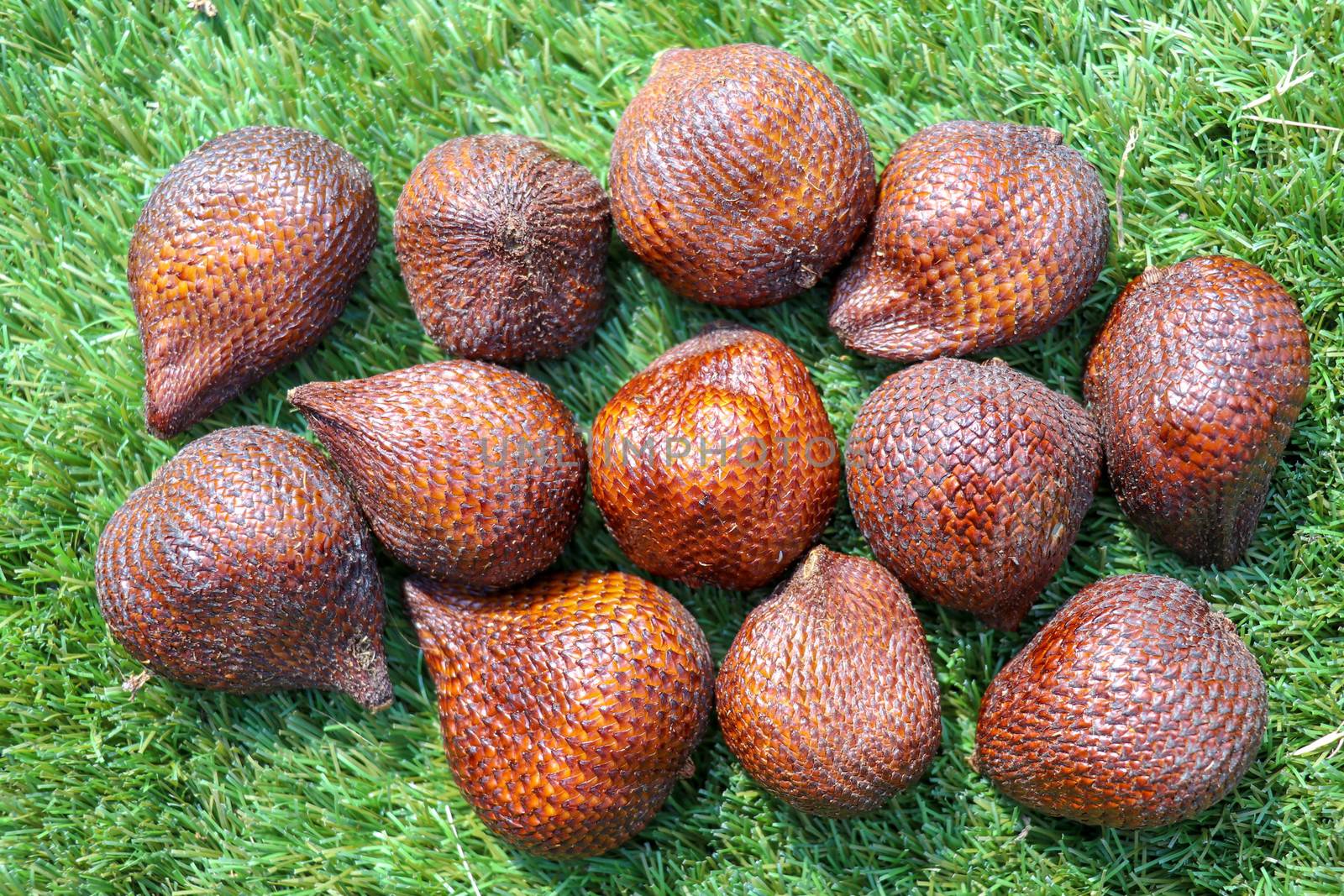 Salak pondoh is one of the salak cultivars that grow mostly in the area of Sleman. Sweet Salacca zalacca or Snake fruit isolated on green background. The taste of Salak fruit is delicious.