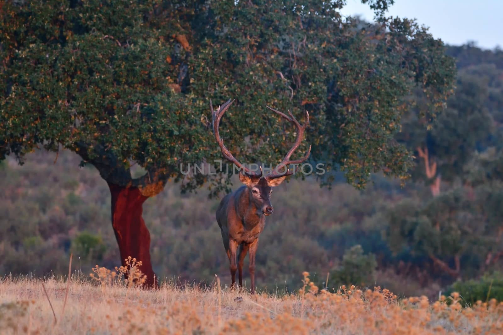 Portrait of majestic powerful adult red deer stag. by CreativePhotoSpain