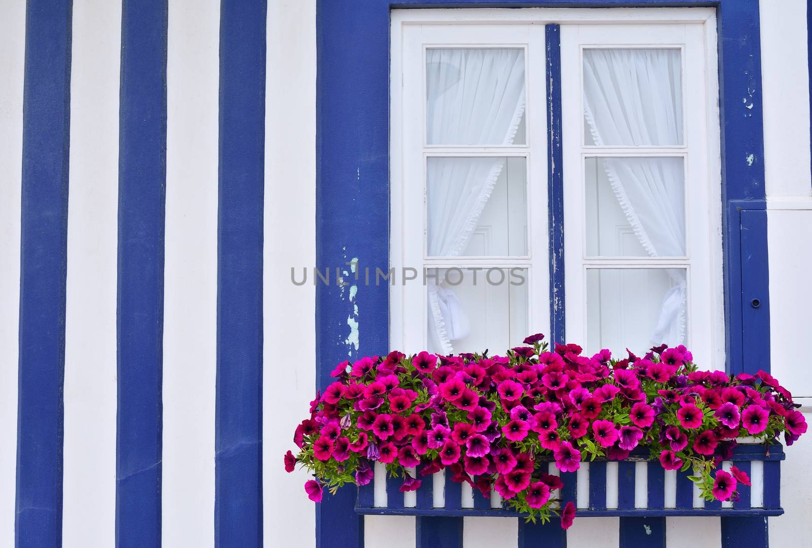 Beautiful purple petunias in the open close window.