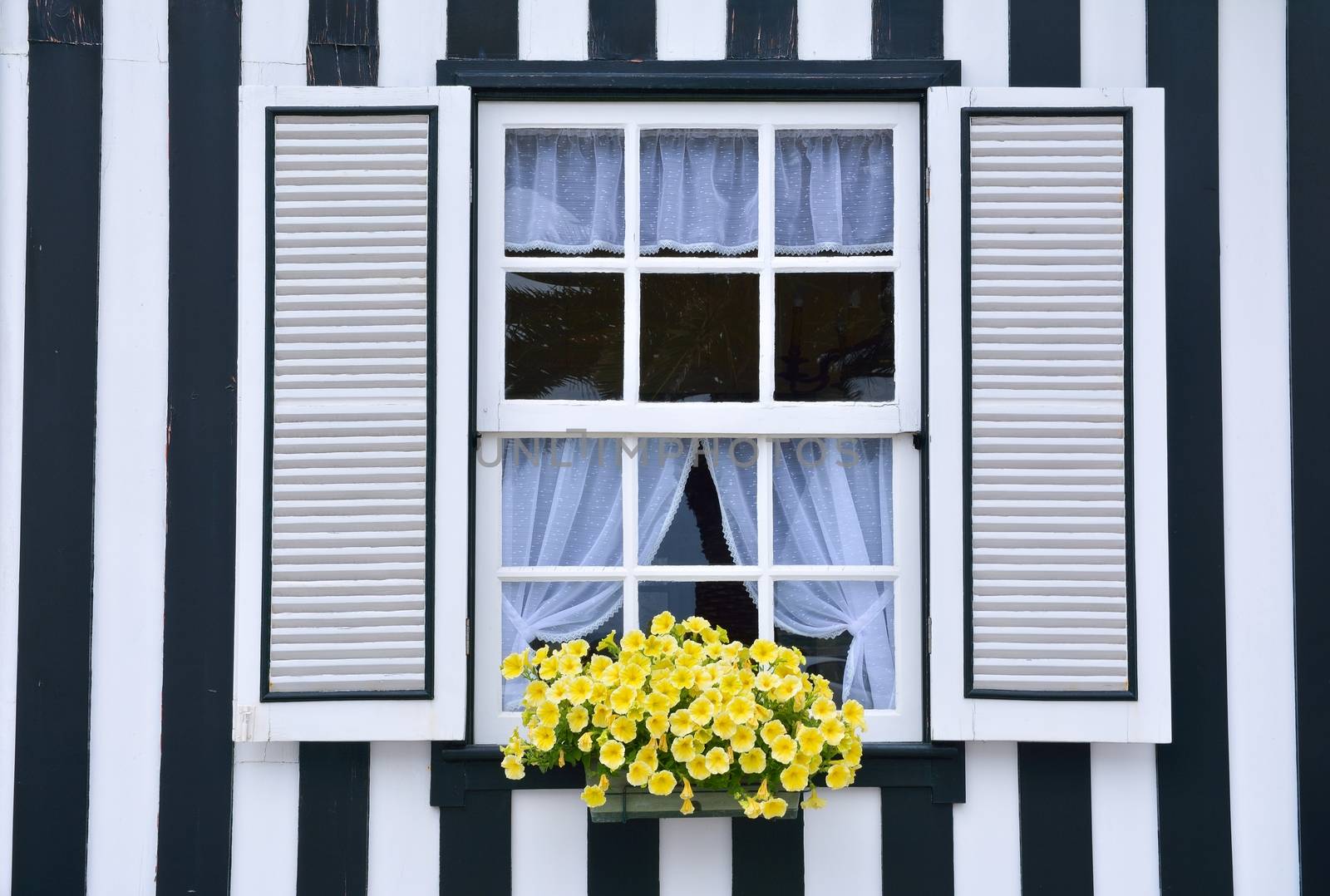 Beautiful yellow petunias in the open close window.